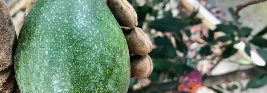 Opportunities and challenges of exporting East African avocados to Europe